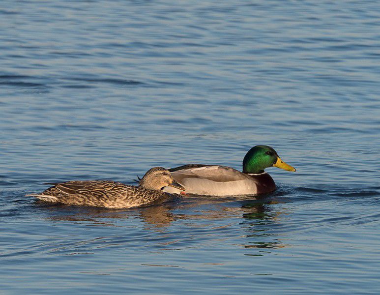 Hunting season, bag limits for migratory Canada geese, mallards to be reduced next year